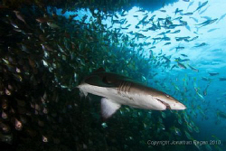 Grey nurse shark in the shark pit at Latitude Reef in For... by Jonathan Regan 